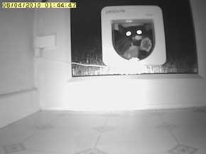 On your bike, Bad Kitty! On your bike, Bad Kitty!