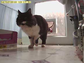 He enters with impunity He enters with impunity