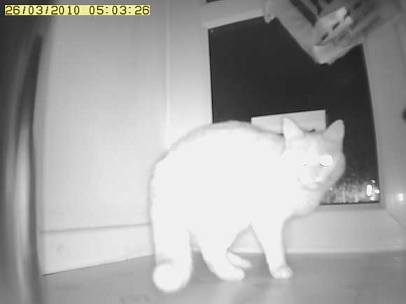 The Ginger Miscreant The Ginger Miscreant